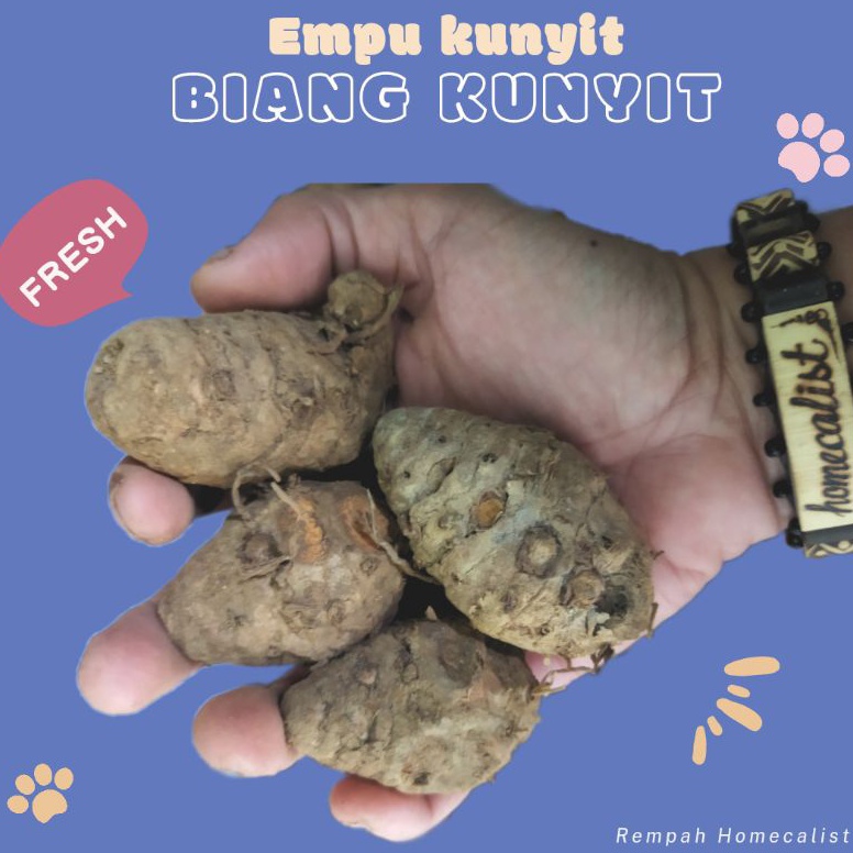 

Segera belanja Biang kunyit 1kg Biang Kunyit Segar Empu Kunyit