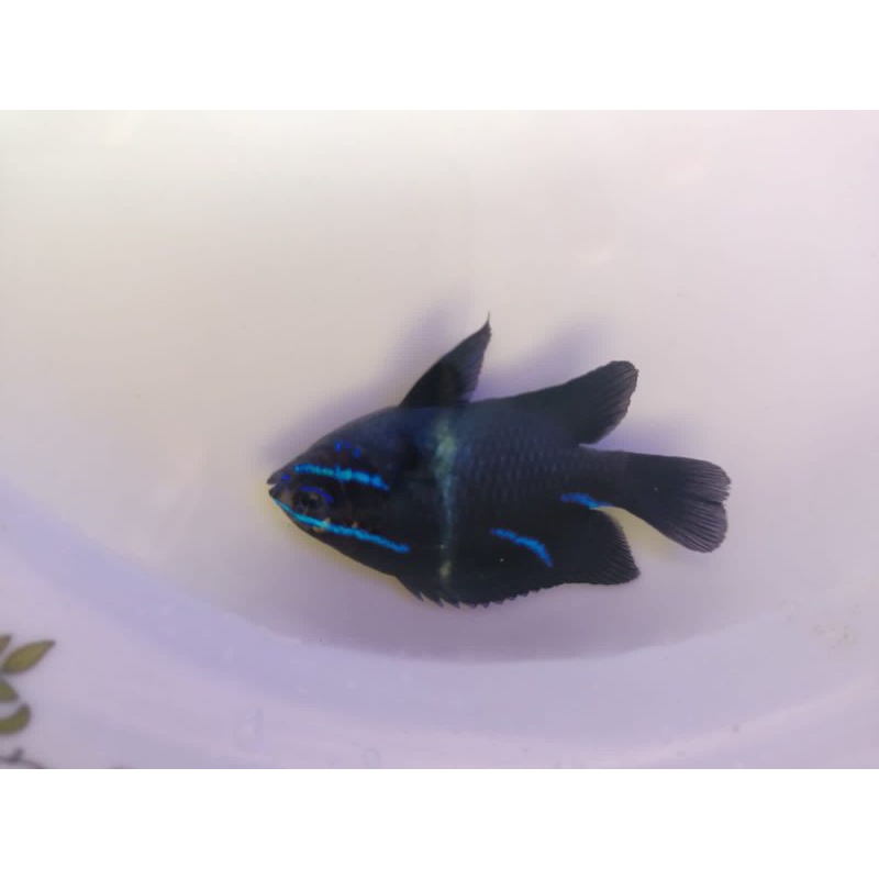 ikan bluebend (ikan hias laut)