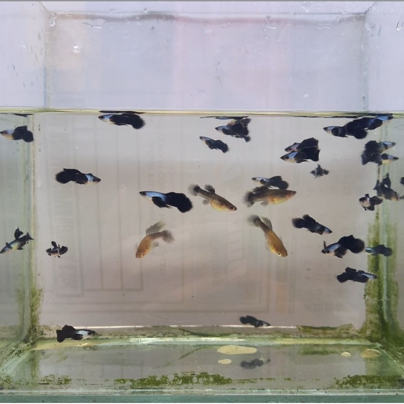 Aksesoris aquarium Guppy mini panda