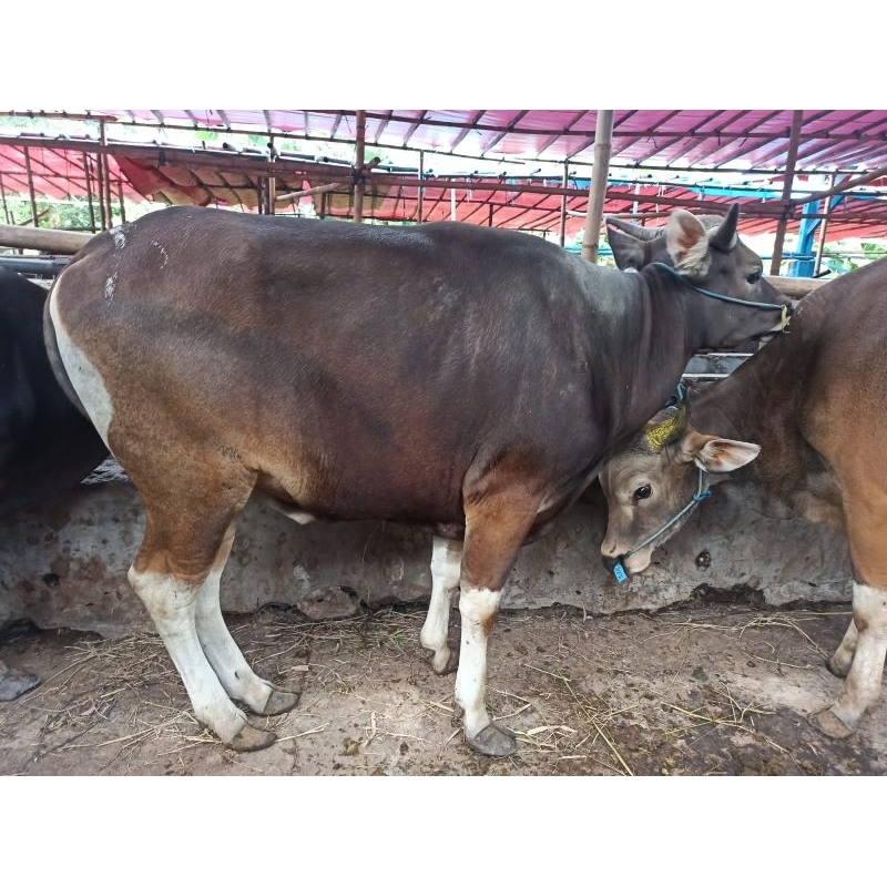 Sapi bali murah berkualitas hewan qurban