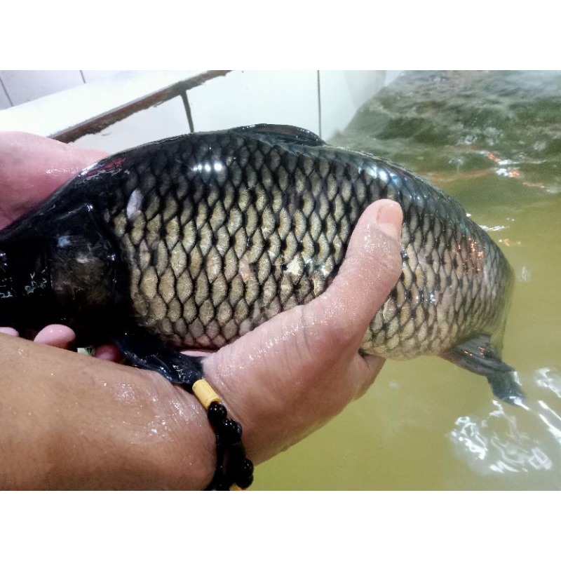 

Ikan mas bersar