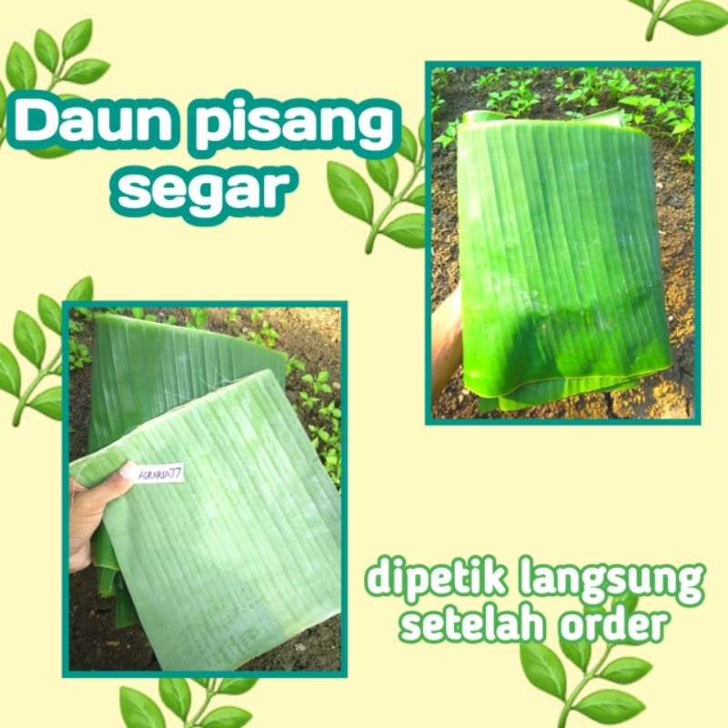 

200 gram daun pisang segar