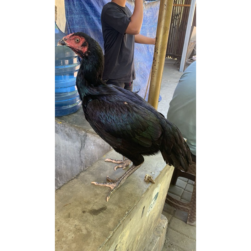 

Telur Ayam Larkumbang Fertil Untuk Ditetaskan