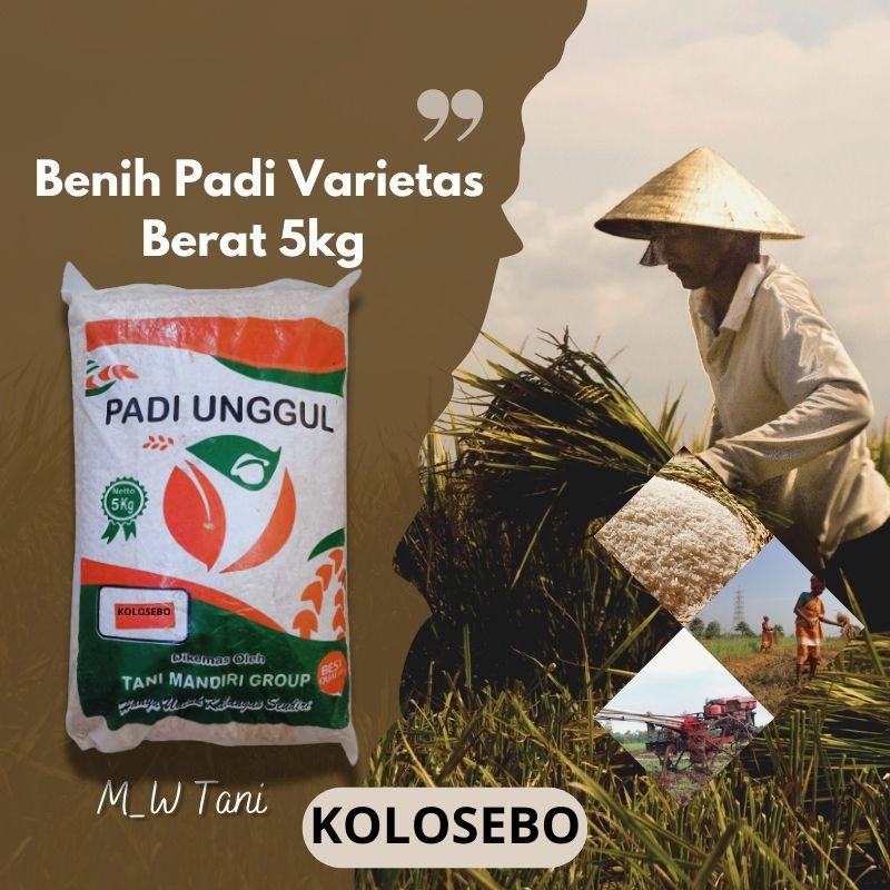 Benih Bibit Padi Kolosebo Original