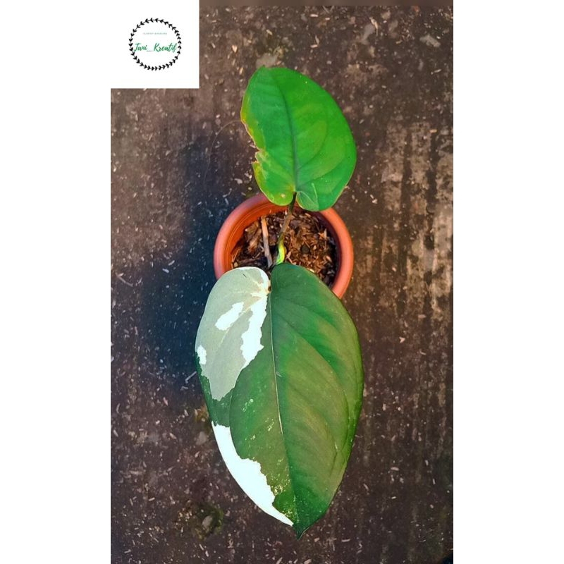 Syngonium Chiapense Varigata