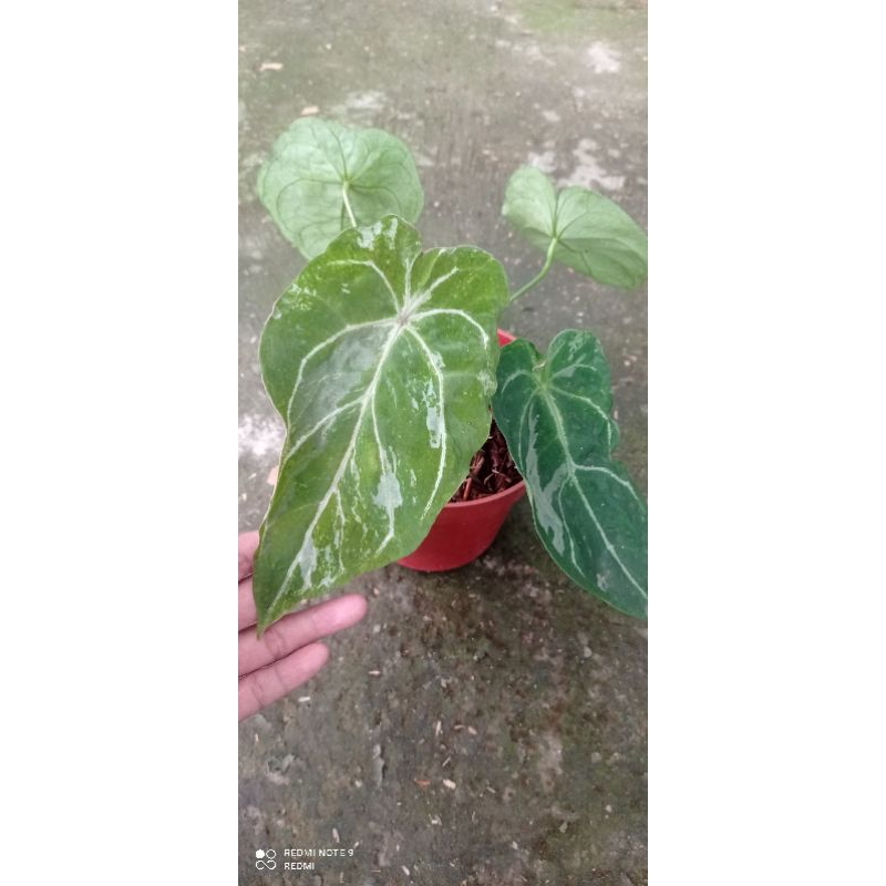 anthurium forgetti variegatet