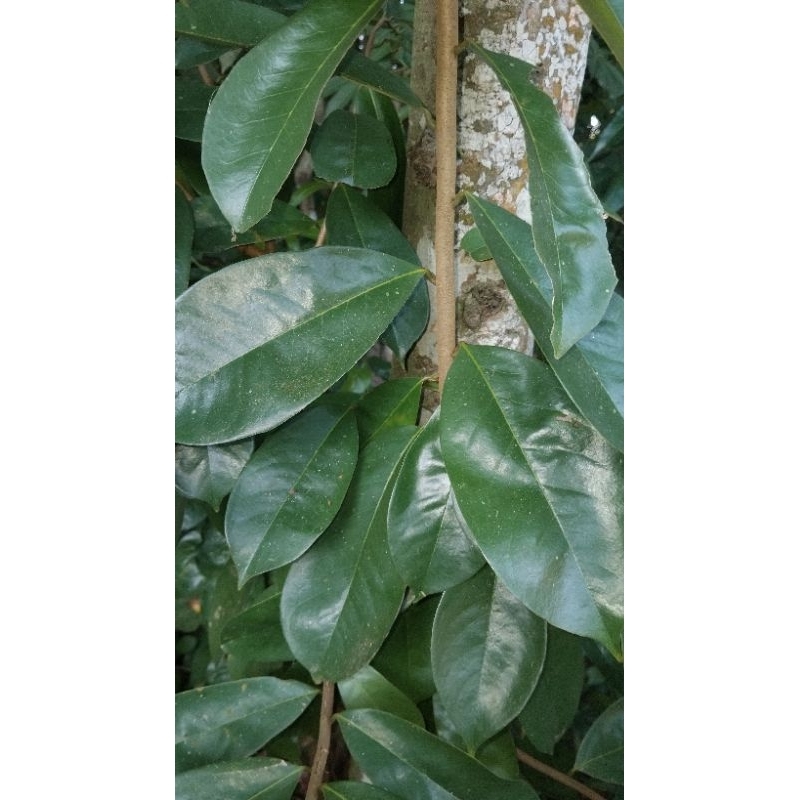

Daun sirsak#daun sirsak segar#daun sirsak fresh#100 gram