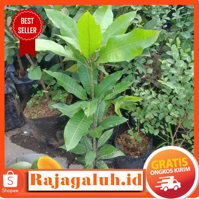Bibit Mangga Madu Okulasi Super