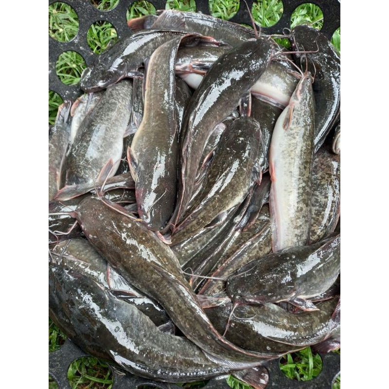 

Ikan Lele Fresh (sudah dibersihkan) 500-1000gr