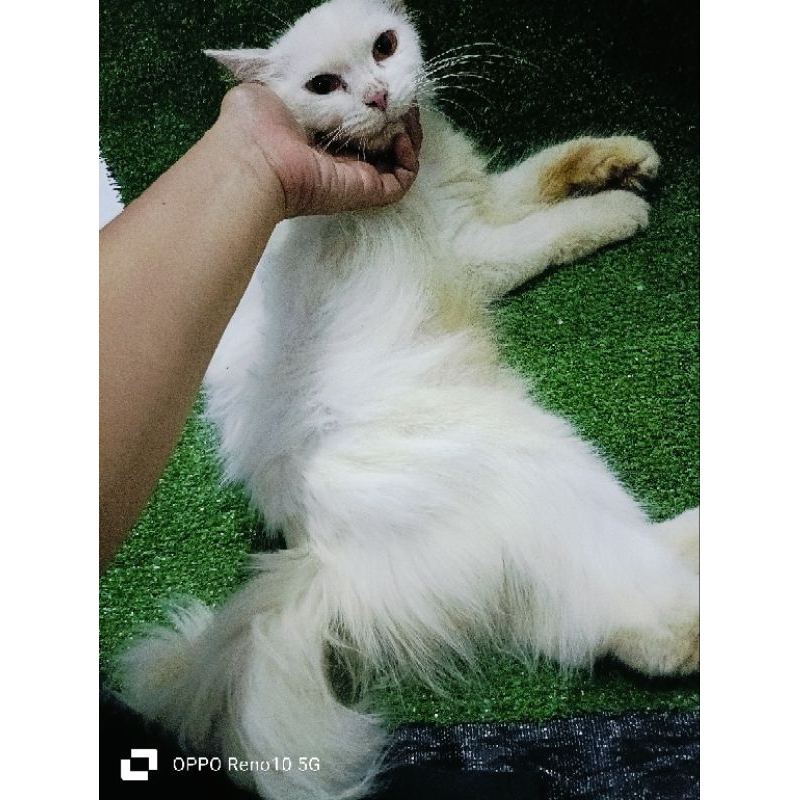 kucing Persia longhair