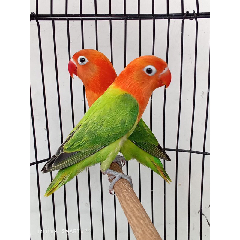 LOVEBIRD BIOGREEN SEPASANG