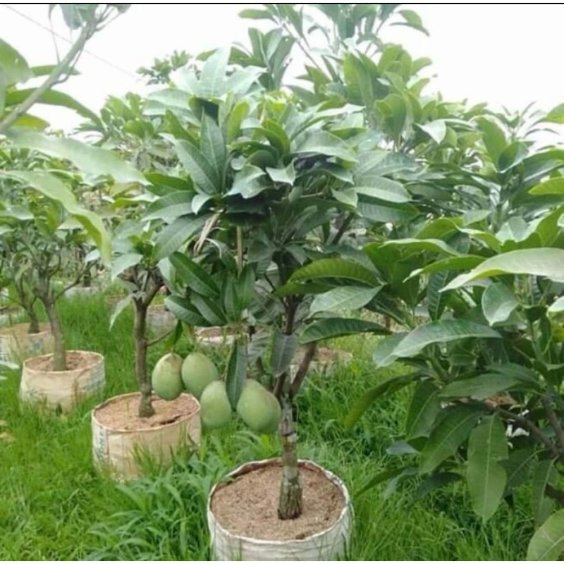 Bibit mangga manalagi super