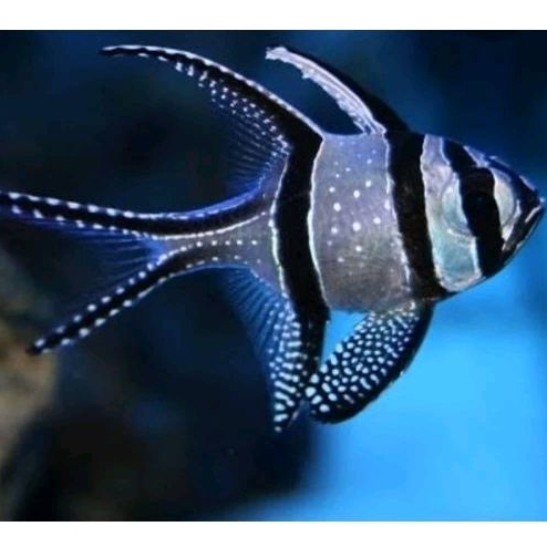 Ikan hias air laut Capungan Ambon