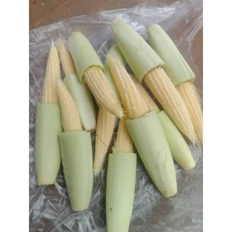 

jagung muda/baby corn/jagung sayur segar