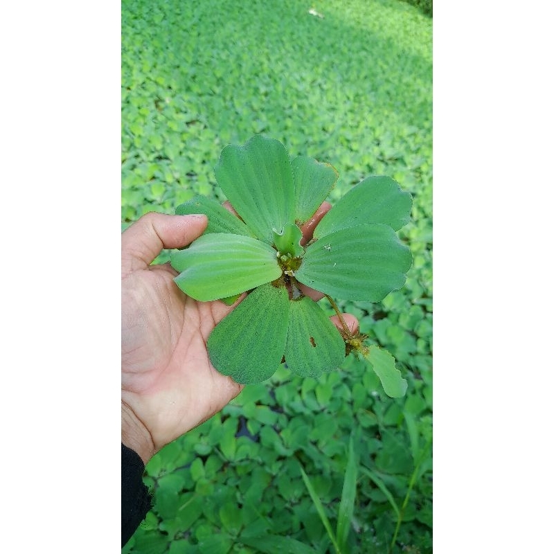 bibit rumput kolam pakan ikan kolam gurame tawes nila
