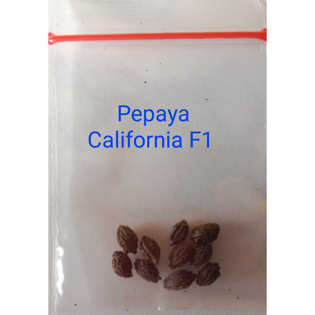 10 biji bibit benih pepaya california f1 , benih pepaya super