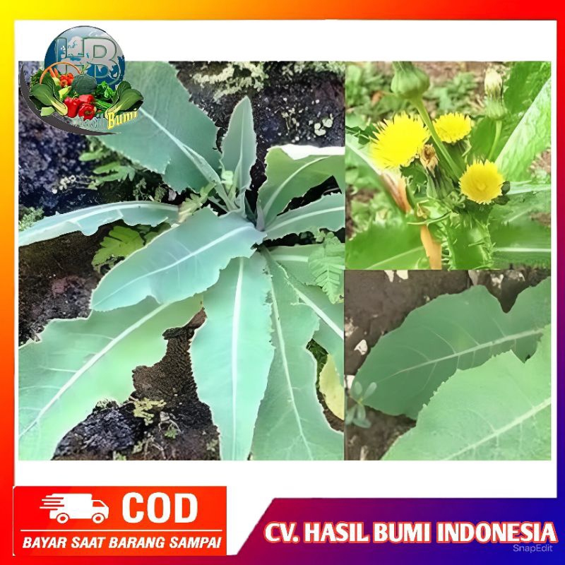

Daun tempuyung segar 500gram Obat Batu Ginjal herbal alami