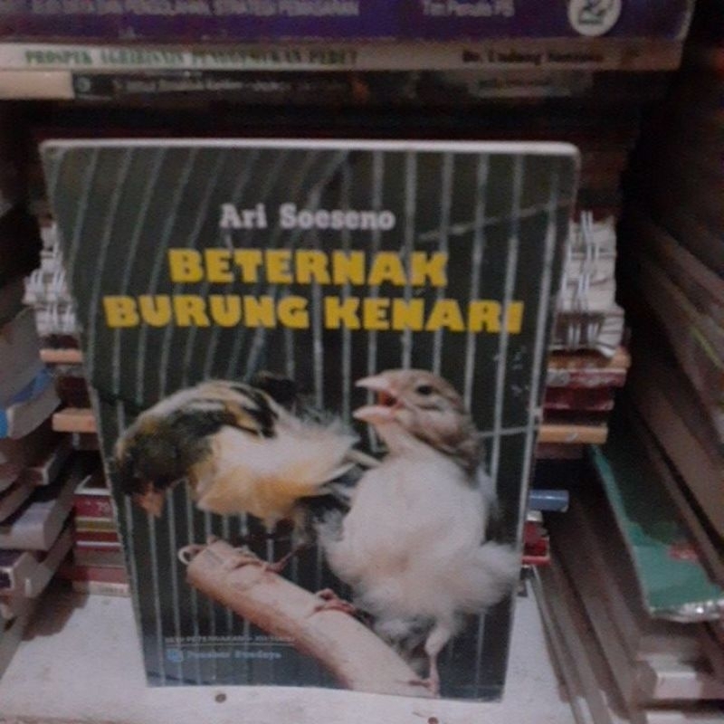 Beternak burung kenari  Beternak  burung kenari