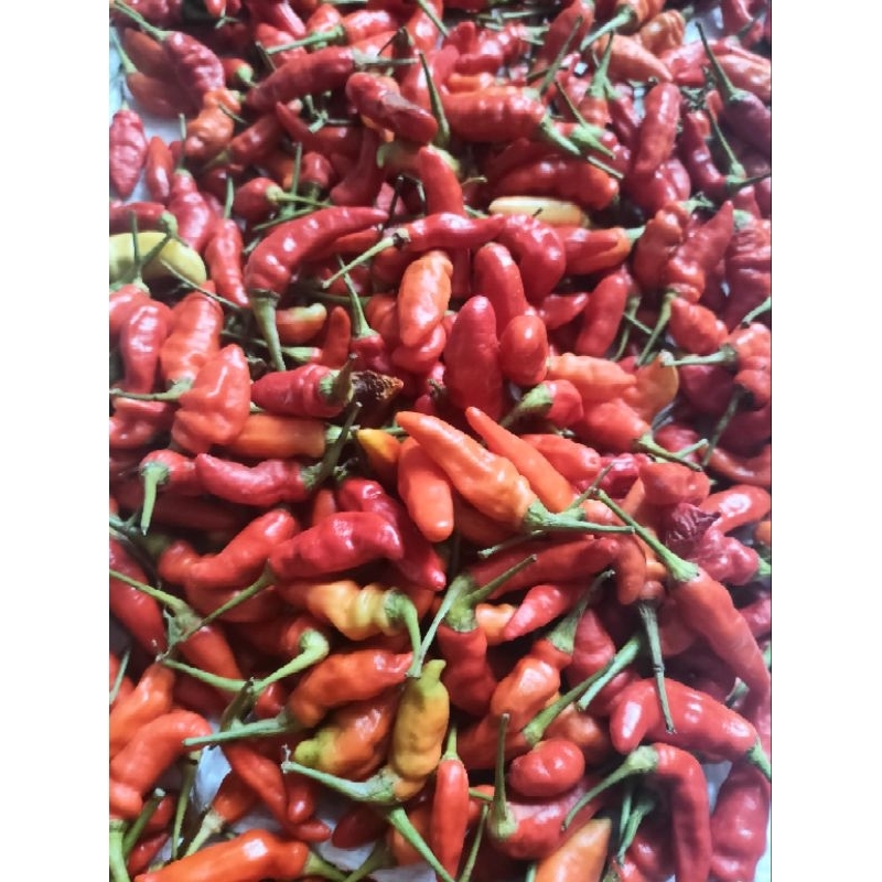 

Cengek Cabe 100 gr