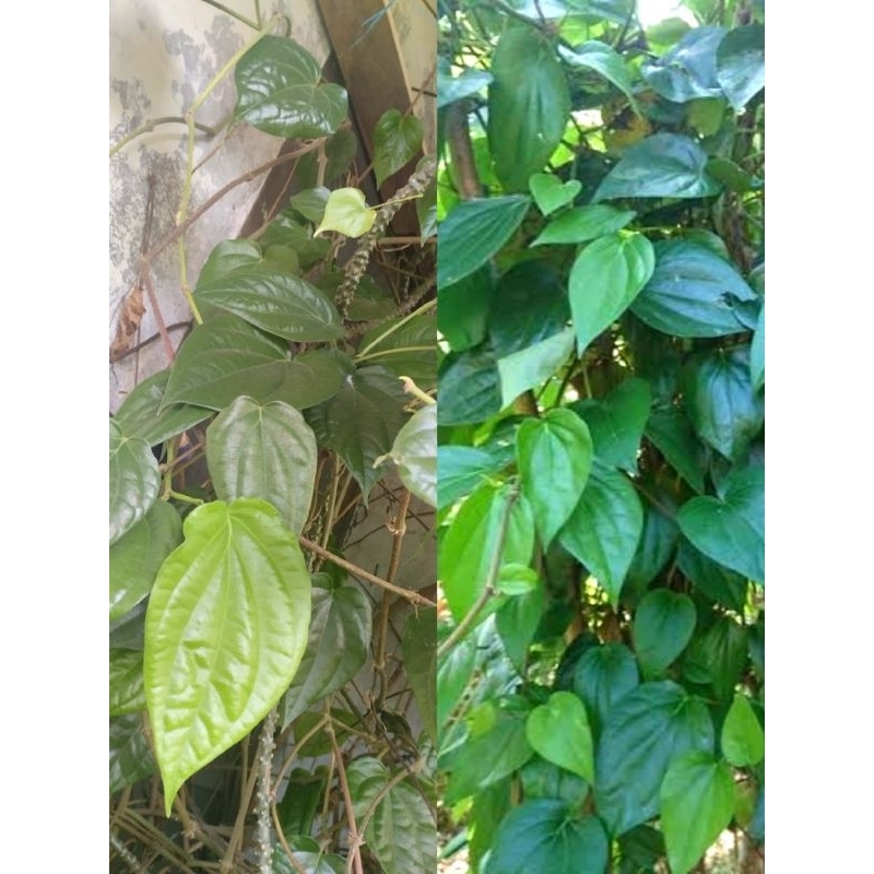 

Daun Sirih Segar Tanaman Herbal/Sirih Hijau Bermanfaar