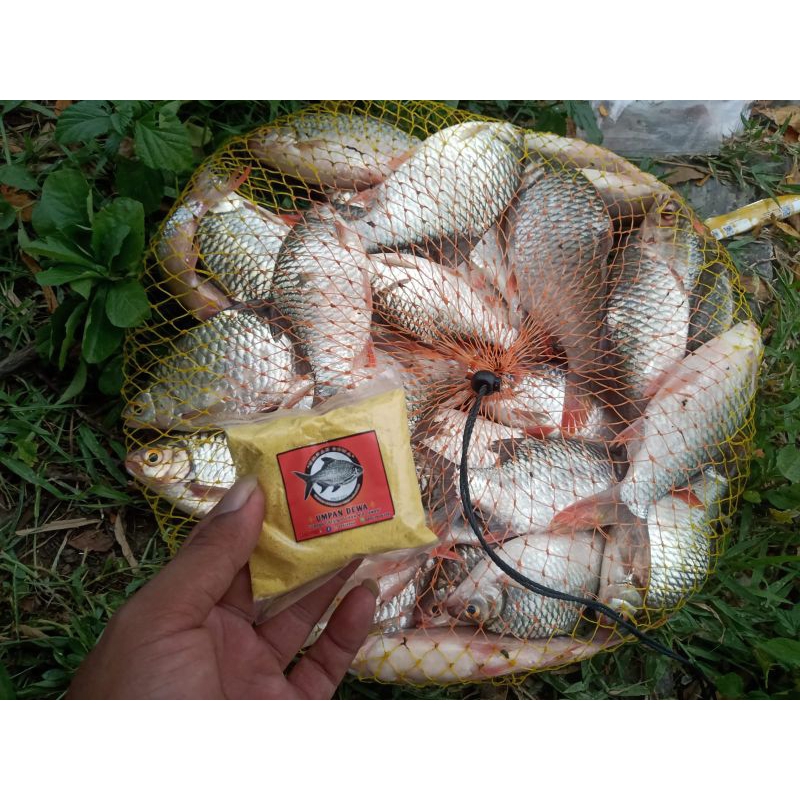 Umpan DEWA umpan ikan tawes liar, ikan nilem, ikan mahseer, ikan wader