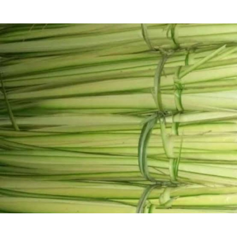 

Daun kelapa muda fresh isi 100 lidi-az