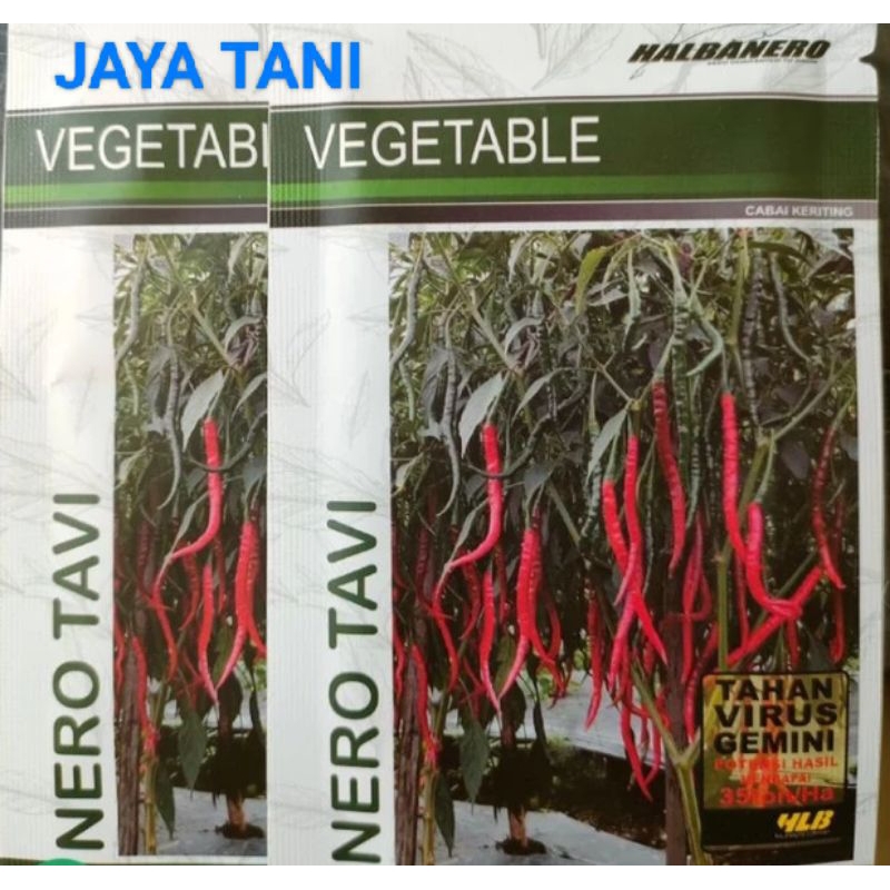 

Cabe rawit NERO TAVI