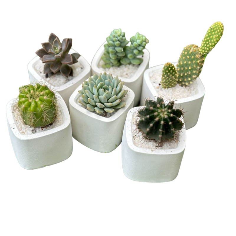 Pot Semen Metan Paket 6 Pot Semen Batu Hias dan Kaktus Sukulen Mini Diameter 5,5 cm Semen Metan Batu