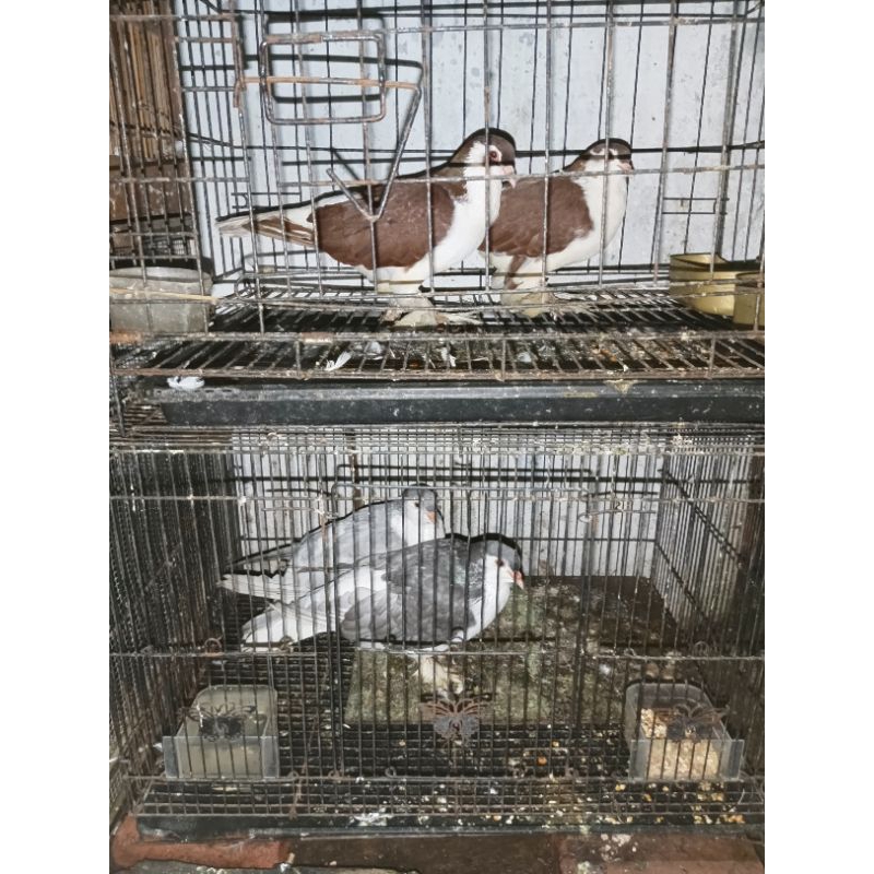 merpati lahore silver