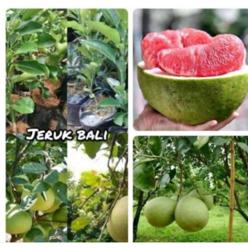 bibit jeruk bali okulasi