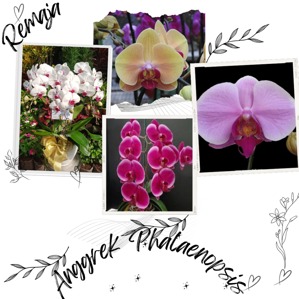 Bunga Anggrek Hidup Anggrek Phalaenopsis
