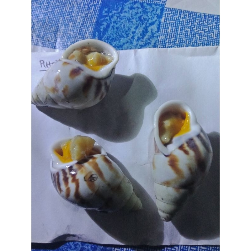 

cangkang bekicot putih per biji