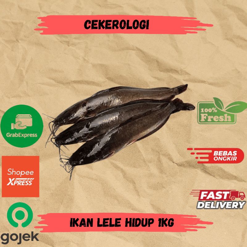 

Ikan Lele Hidup 1kg / Ikan Lele Hidup / Ikan Lele Fresh Berkualitas / JABODETABEK / Ikan Segar / Ikan