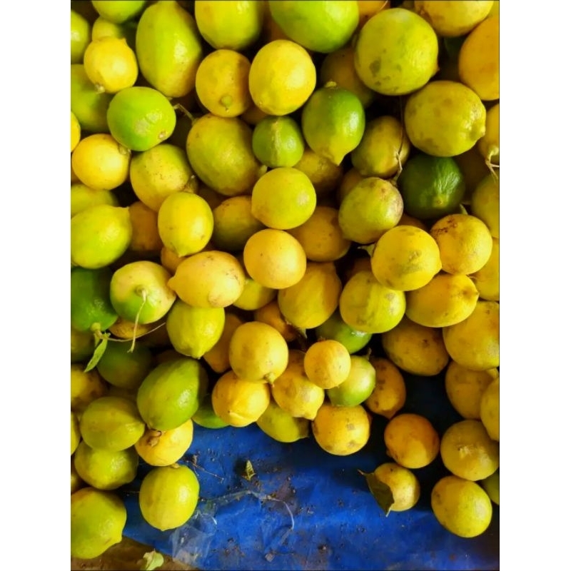 

Lemon CN lokal Lemon peras