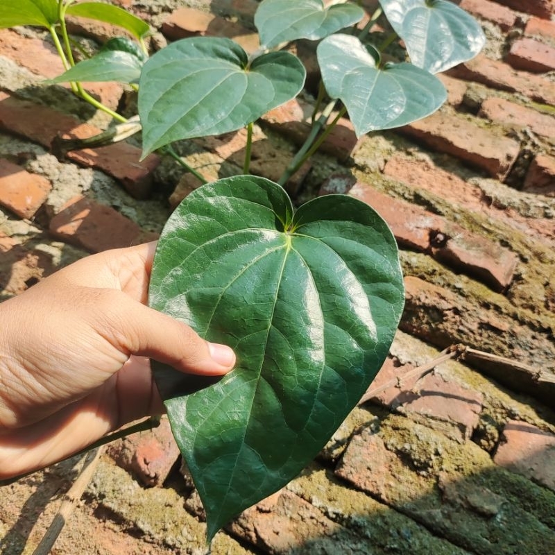 

Daun Sirih Hijau Segar