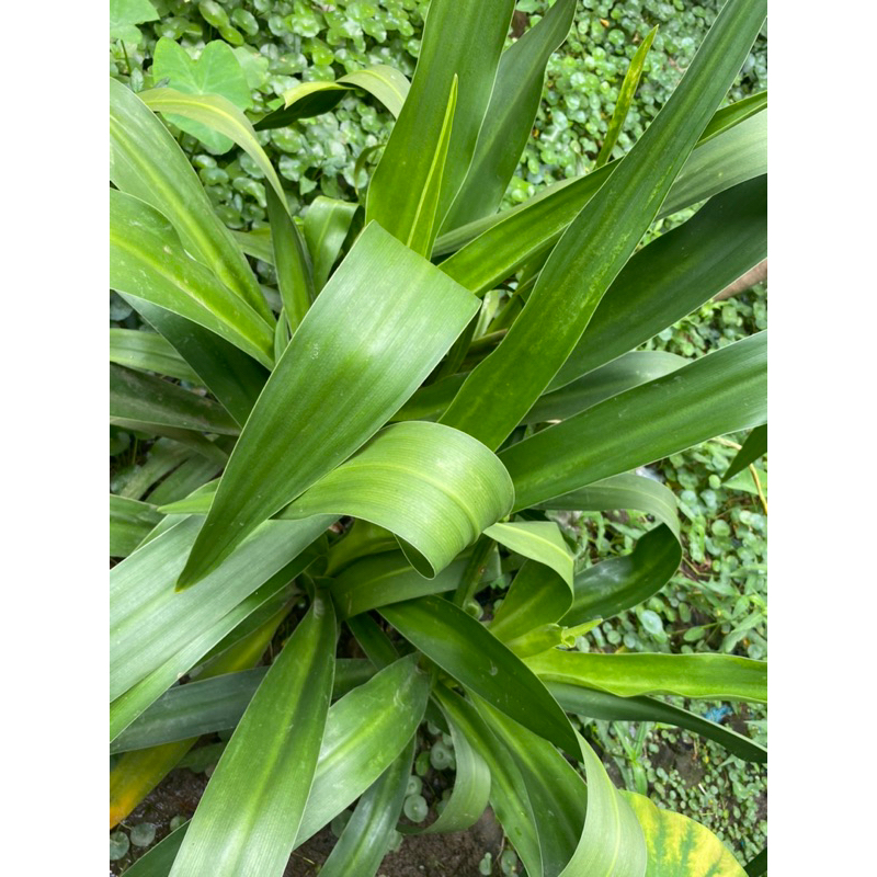 

Daun bakung 1 lembar