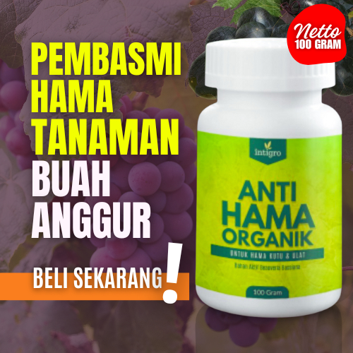 Obat Pembasmi Hama Kutu Daun Tanaman Buah Anggur Kutu Putih Ulat Lalat Buah Busuk Pestisida Organik