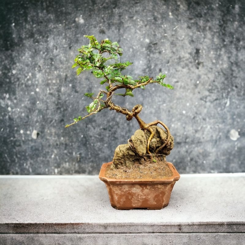 RZ Bonsai-Ulmus Micro Varigata OTR Siap Pajang