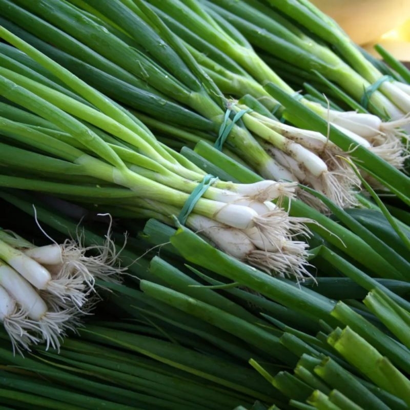 

DAUN BAWANG PREY (1IKAT)