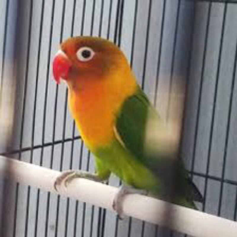 LOVEBIRD/LAKBET JOSAN