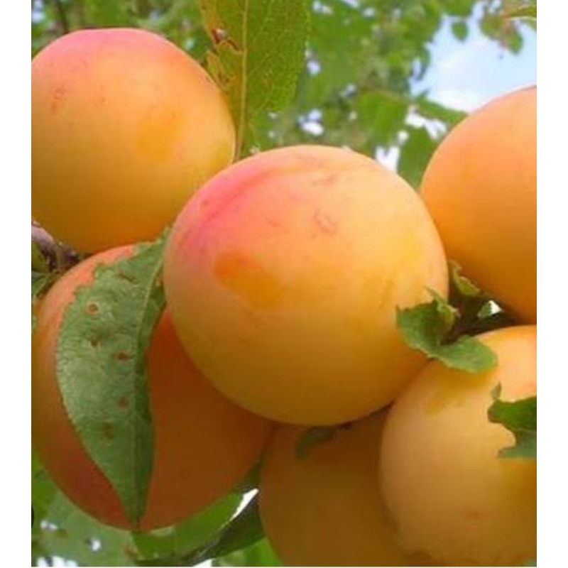 bibit plum kuning,bibit buah plum kuning
