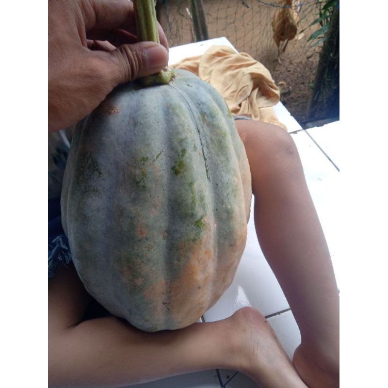 

LABU BESAR,LABU SAYUR,KOLEK LABU