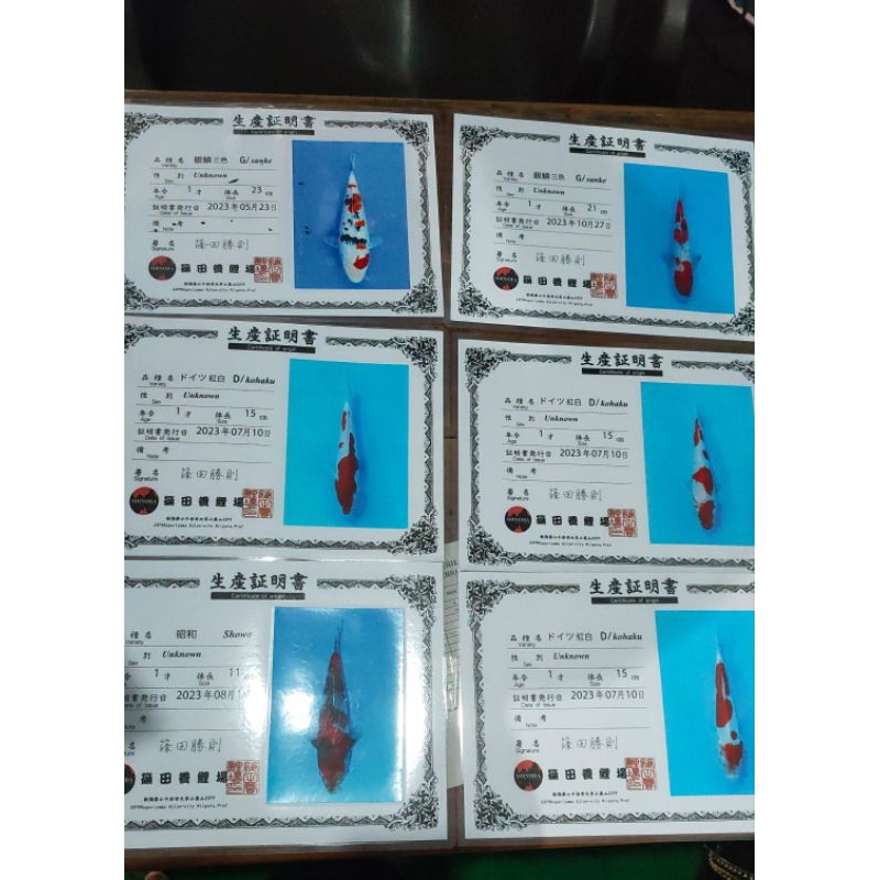 Sertifikat Koi Import kosongan