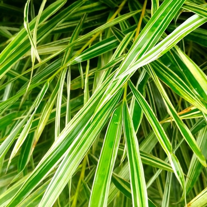 READY | BIBIT Bambu  Hias | Bambu Varigata Mini Siap Tanam