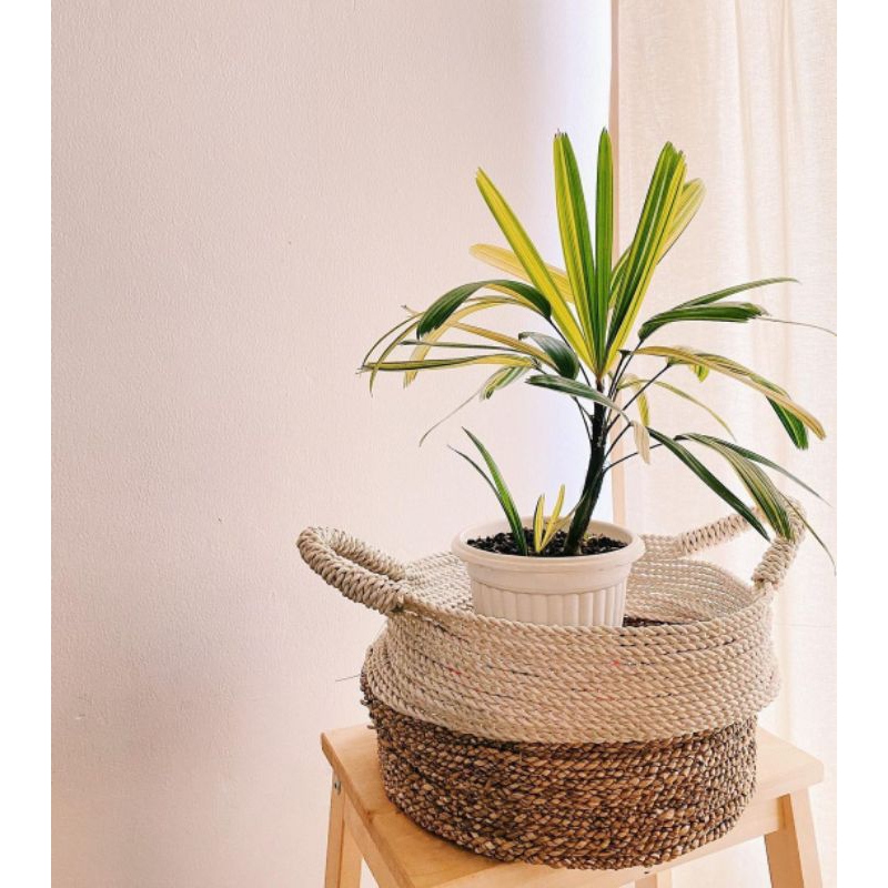 tanaman hias palem waregu varigata - pohon palem waregu varigata