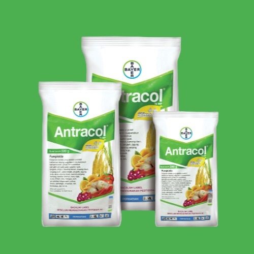 Fungisida Antracol 70 WP: Bahan aktif Propineb dan Zinc