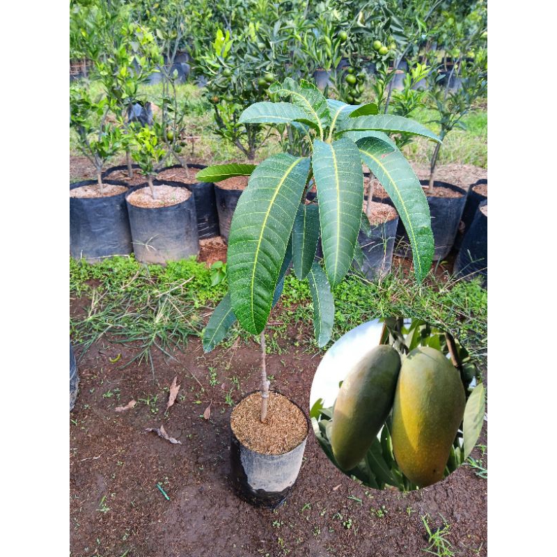 Bibit Tanaman Buah Mangga Kiojay Thailand | Mangga Jumbo