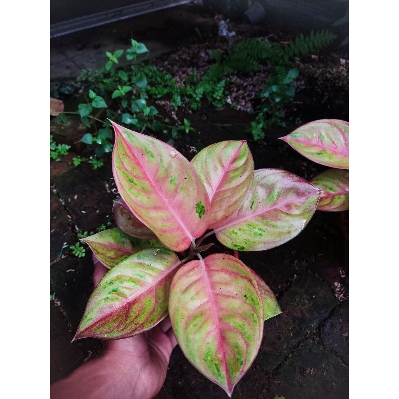 paket 2 Aglonema tanian lokal rengganis dan intan icream