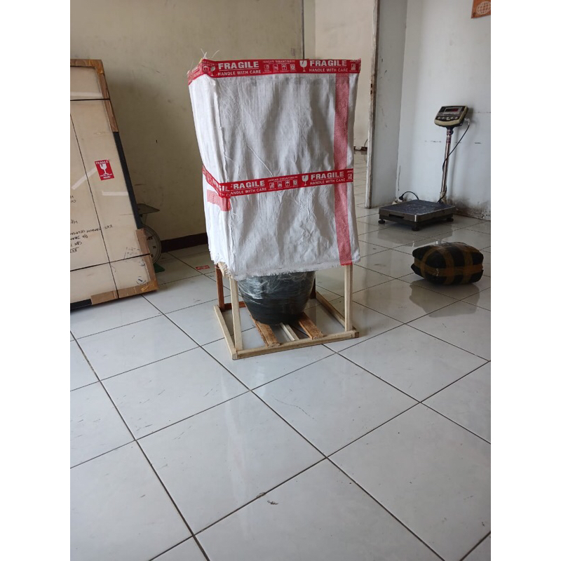 bibit anggur dixon berbuah