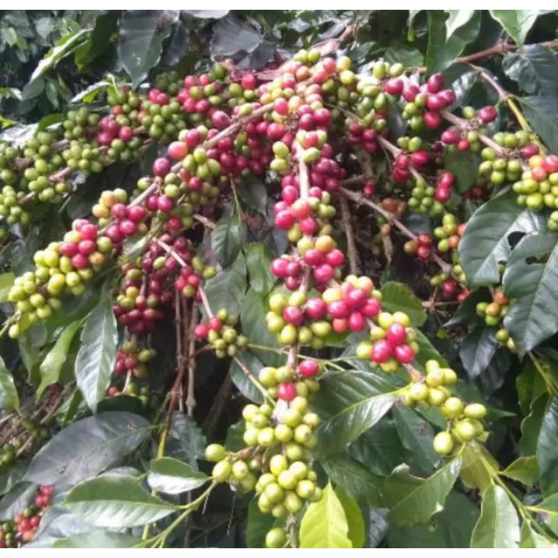 BIBIT BIJI KOPI ARABIKA 1.000 biji (Ateng Super), biji kopi arabika